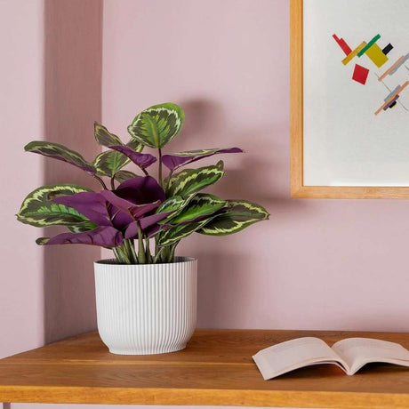 Planta care se Roaga Calathea Medallion, frunze elegante rotunde cu model simetric, verde si margini argintii, perfecta pentru orice decor interior, 35-45 cm