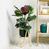 Planta care se Roaga Calathea Medallion, frunze elegante rotunde cu model simetric, verde si margini argintii, perfecta pentru orice decor interior - 80-90 cm
