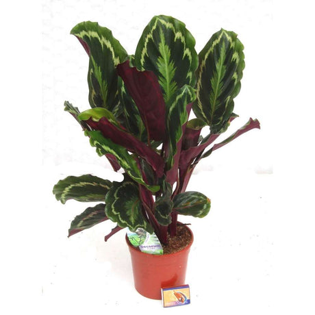 Planta care se Roaga Calathea Medallion, frunze elegante rotunde cu model simetric, verde si margini argintii, perfecta pentru orice decor interior, 35-45 cm