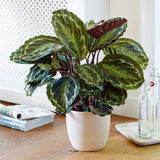 Planta care se Roaga Calathea Medallion, frunze elegante rotunde cu model simetric, verde si margini argintii, perfecta pentru orice decor interior - 80-90 cm