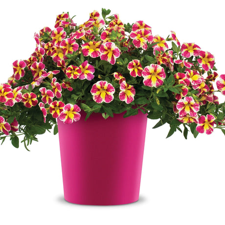 Calibrachoa (Petunie) Candy Bouquet