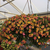 Calibrachoa (Petunie) Chameleon® Double Pink Yellow