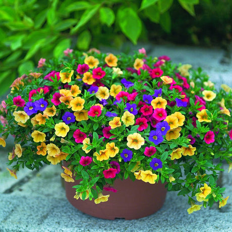 Calibrachoa (Petunie) Mix Karneval - Classic