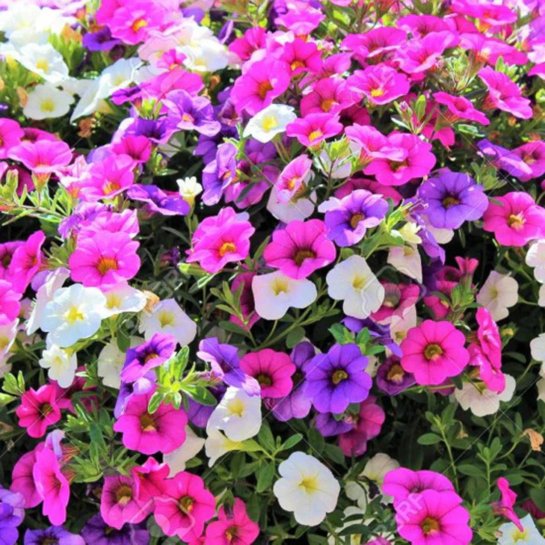 Calibrachoa (Petunie) Triobells Pastel, cu flori mov, roz si alb