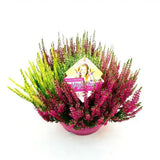 Calluna (Iarba Neagra) Mix de Culori