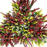 Calluna (Iarba Neagra) Mix de Culori