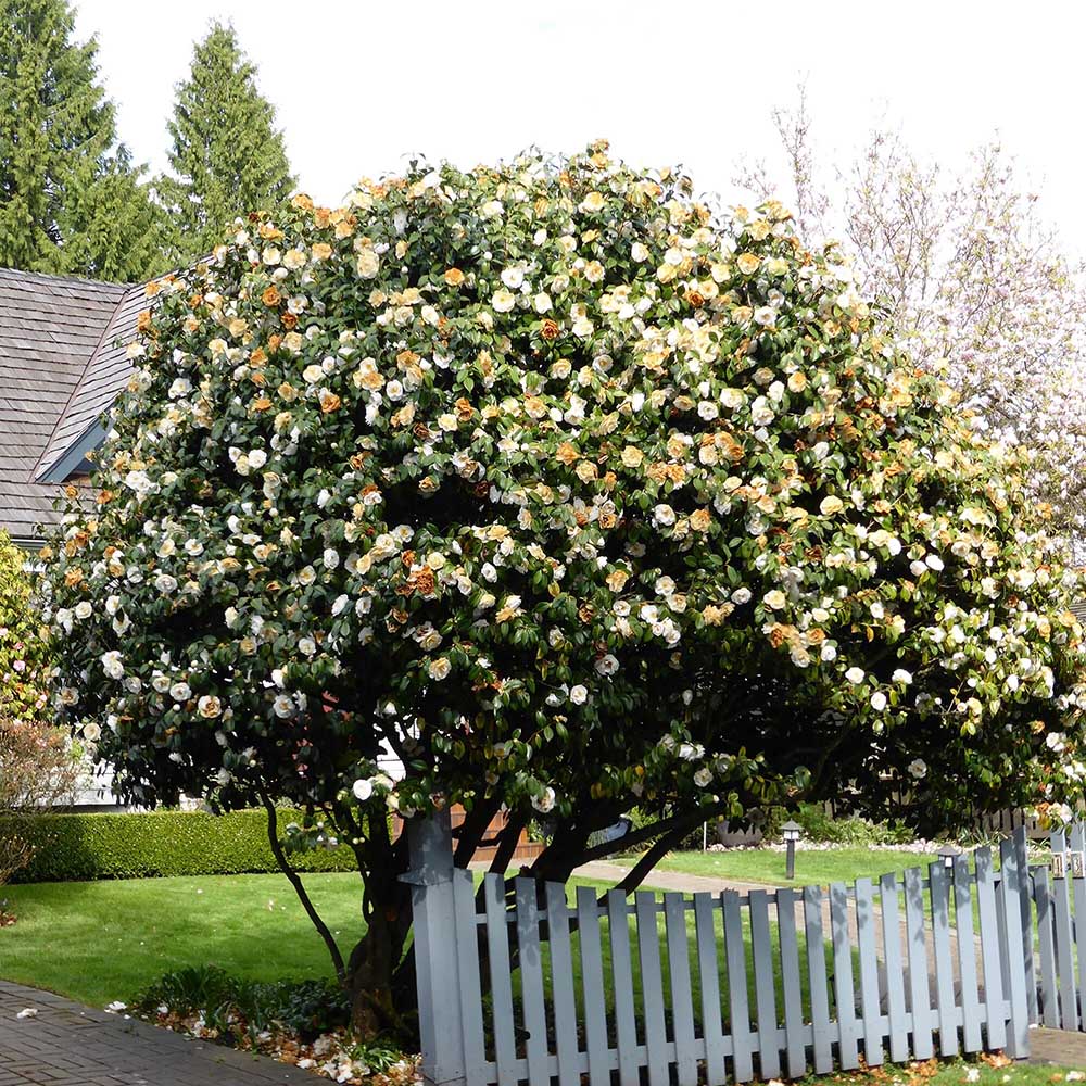 Trandafir Japonez Camellia Brushfields Yellow, cu flori galbene duble