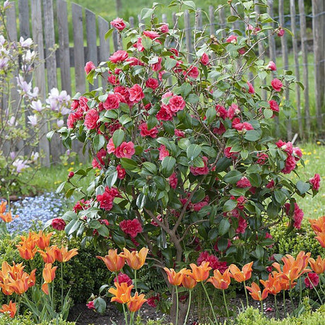 Trandafir Japonez Camellia Doctor King, cu flori rosii