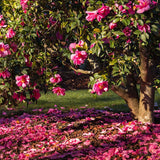 Trandafir Japonez Camellia Mary Williams, cu flori rosii-pal