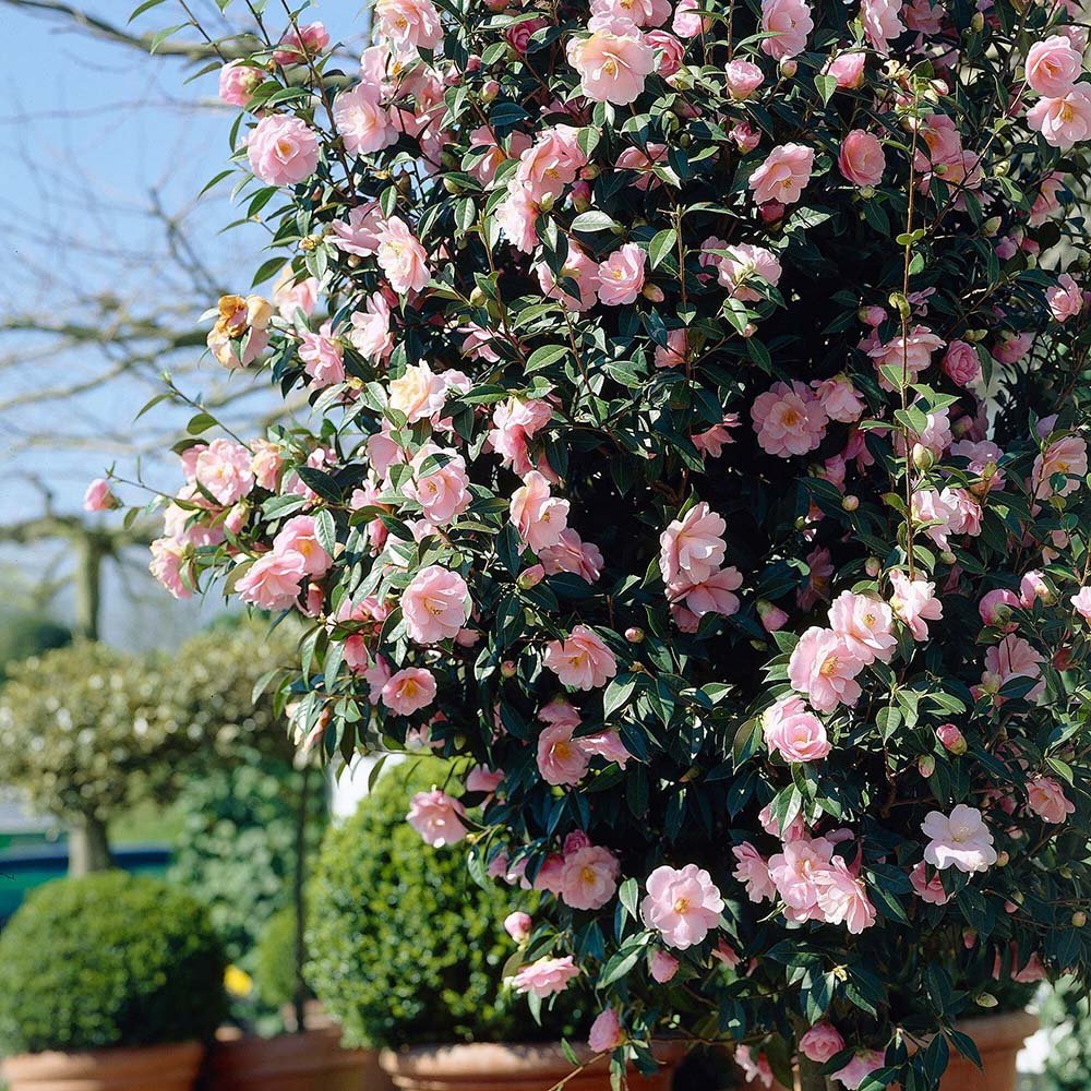 Trandafir Japonez Camellia William Bartlett, cu flori roz