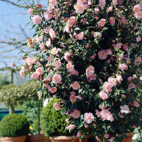 Trandafir Japonez Camellia William Bartlett, cu flori roz