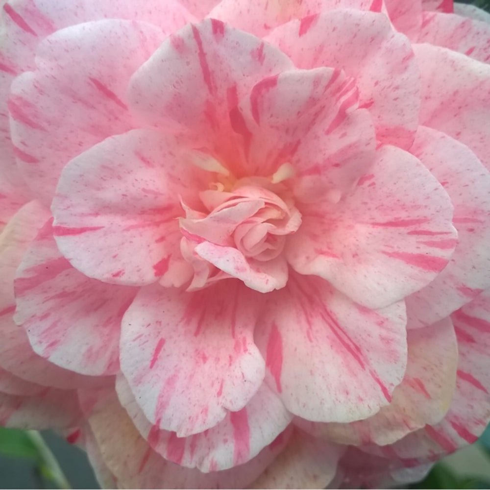Trandafir Japonez Camellia William Bartlett, cu flori roz