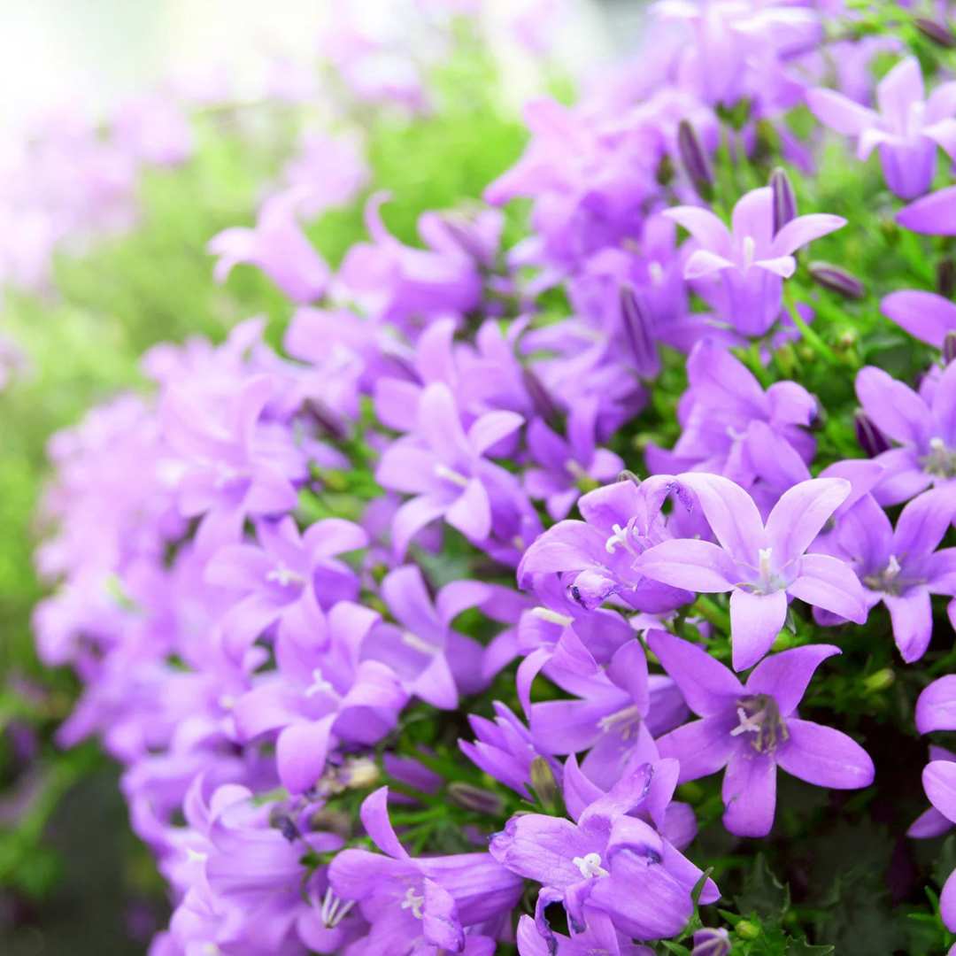 Clopotel (Campanula) Ambella Lavender, planta perena cu flori mov-lavanda, ideala pentru jardiniere si gradini, inflorire repetata