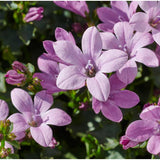 Clopotel (Campanula) Ambella Pink, perena florifera roz pentru semiumbra, flori roz-delicat, inflorire repetata