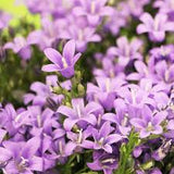 Clopotel (Campanula) Ambella Pink, perena florifera roz pentru semiumbra, flori roz-delicat, inflorire repetata