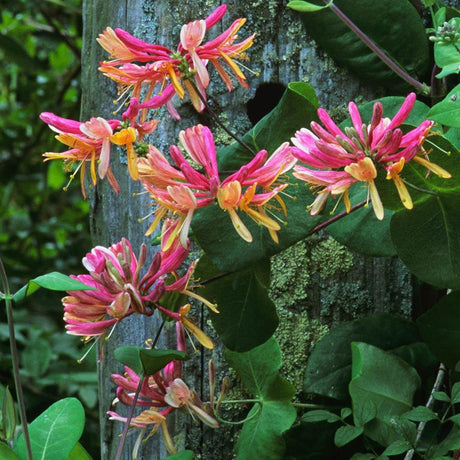 Mana Maicii Domnului/Caprifoi (Lonicera) Belgica, cu Flori alb-roz-mov, cataratoare
