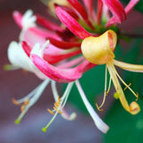 Mana Maicii Domnului/Caprifoi (Lonicera) Belgica, cu Flori alb-roz-mov, cataratoare