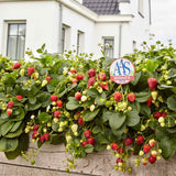 Capsun Delizz (Fragaria Ananassa), cu fructe dulci suculente