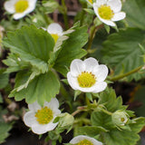 Capsun Eve's Delight (Fragaria ananassa), cu fructe dulci aromate