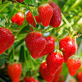 Capsun Mara Des Bois, cu fructe dulci