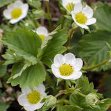 Capsun Mara Des Bois, cu fructe dulci