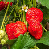 Capsun Productiv Elsanta (Fragaria Ananassa), cu fructe suculente dulci-acrisoare