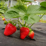 Capsun Remontant Catarator Beltran (Fragaria Ananassa), cu fructe foarte dulci