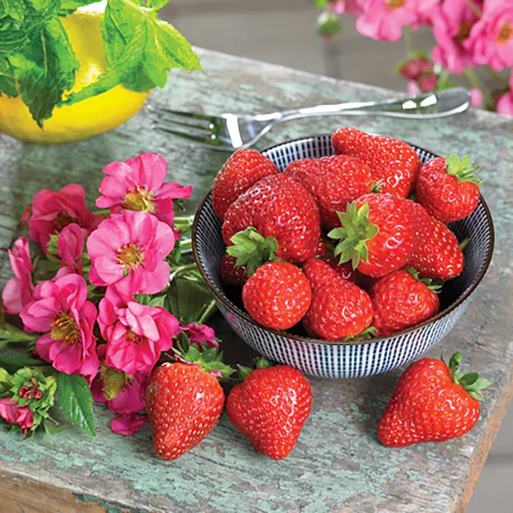Capsun Remontant Favori (Fragaria Ananassa), cu fructe dulci roz