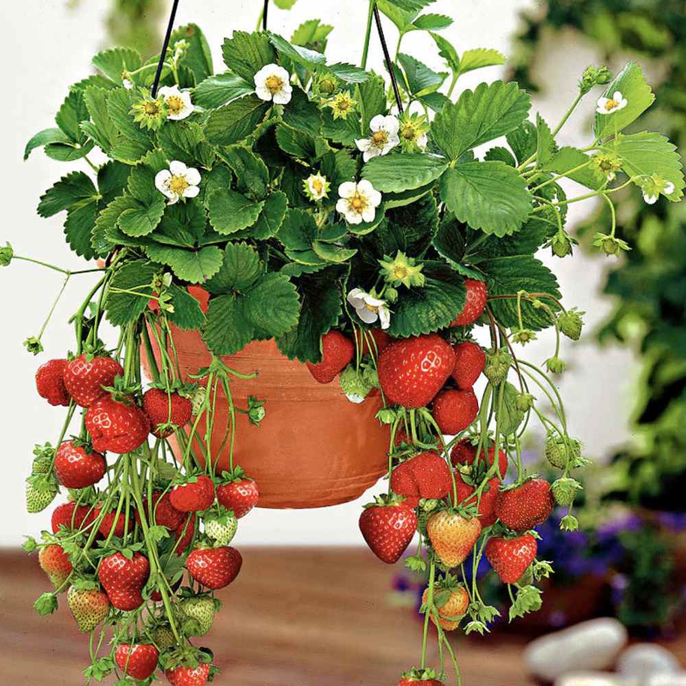 Capsun Remontant Favori (Fragaria Ananassa), cu fructe dulci roz