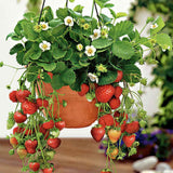 Capsun Remontant Favori (Fragaria Ananassa), cu fructe dulci roz