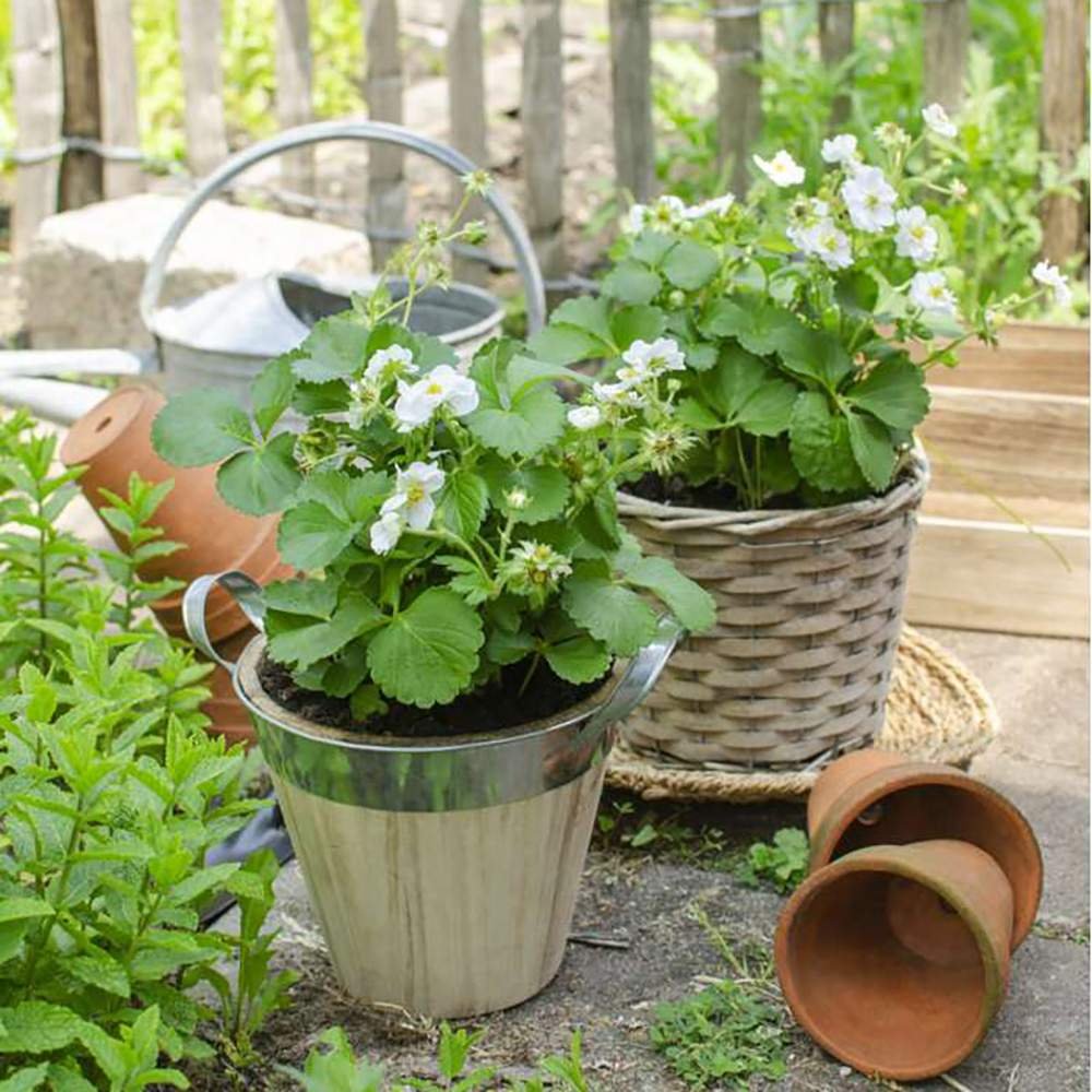 Capsun Remontant Favori (Fragaria Ananassa), cu fructe dulci roz