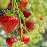 Capsun Remontant Favori (Fragaria Ananassa), cu fructe dulci roz