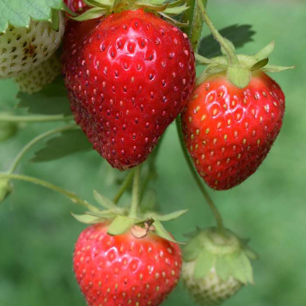 Capsun Remontant Favori (Fragaria Ananassa), cu fructe dulci roz