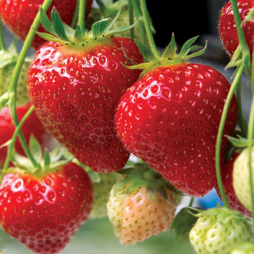 Capsun Remontant Favori (Fragaria Ananassa), cu fructe dulci roz