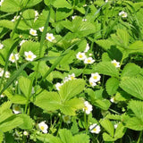 Capsuna de Padure (Fragaria vesca), cu fructe mici dulci