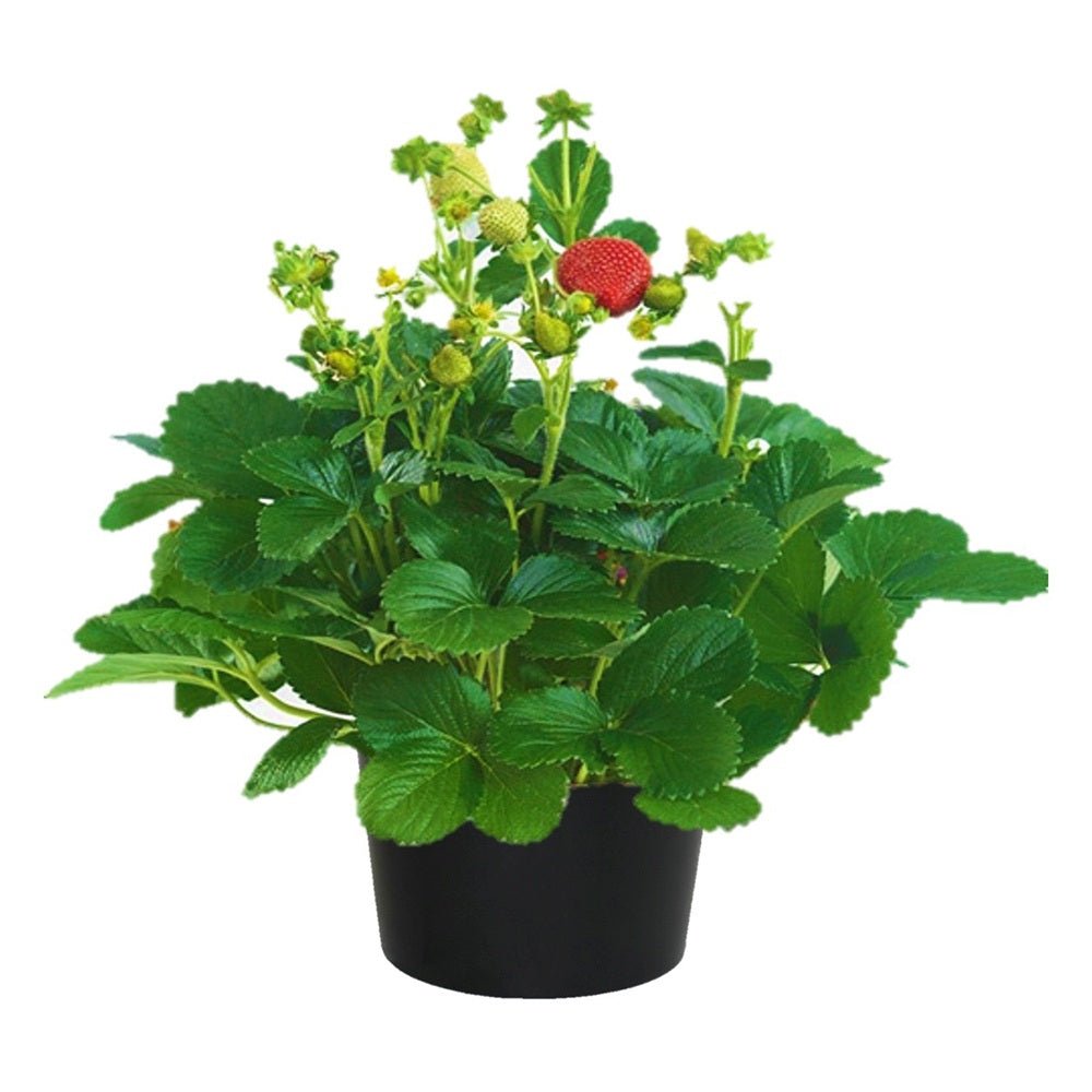 Capsuna de Padure (Fragaria vesca), cu fructe mici dulci