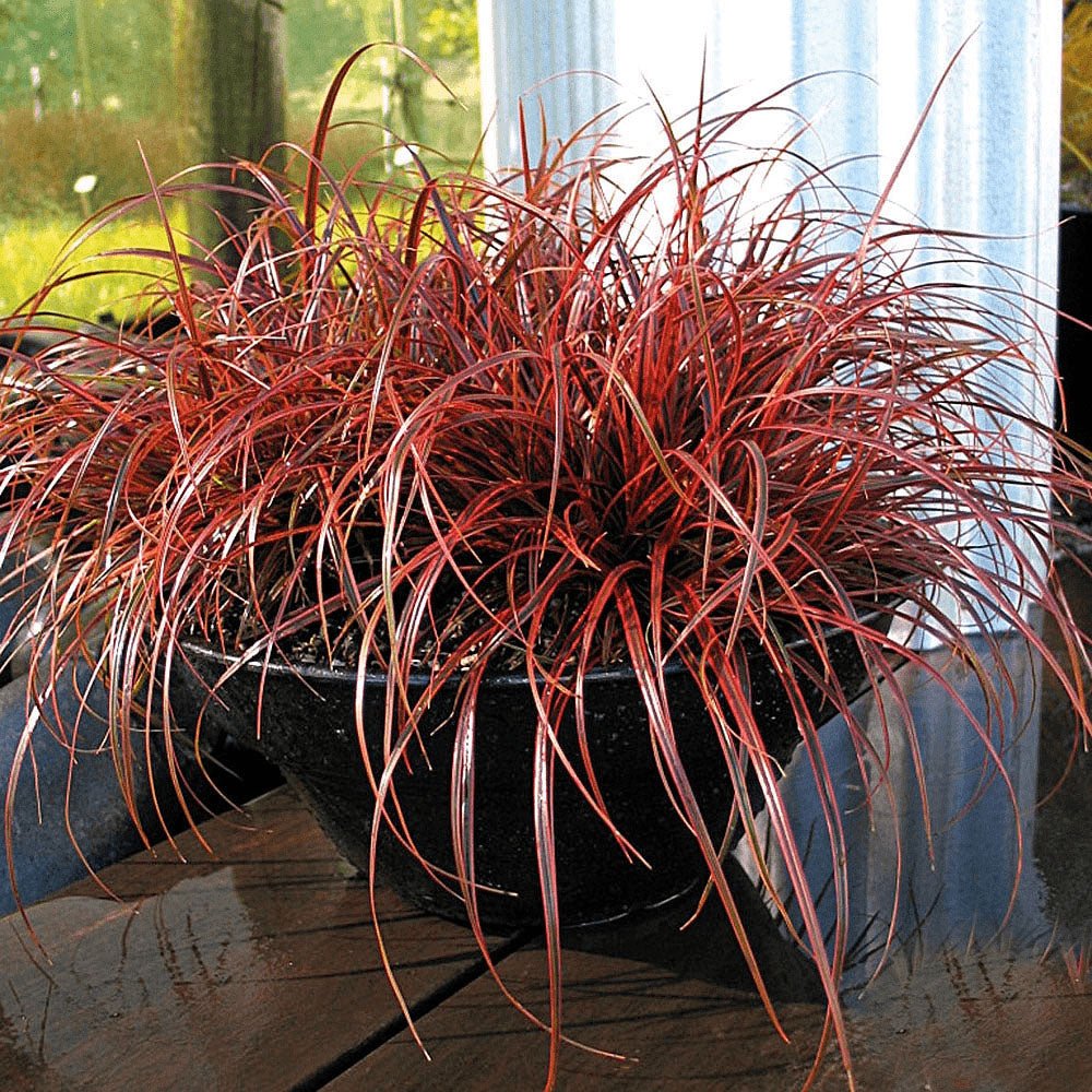 Iarba Ornamentala Carex Rogoz Everflame, rosu-burgundiu