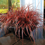 Iarba Ornamentala Carex Rogoz Everflame, rosu-burgundiu
