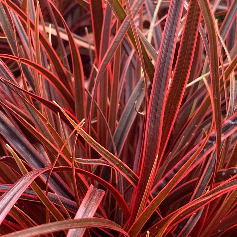 Iarba Ornamentala Carex Rogoz Everflame, rosu-burgundiu