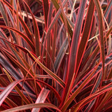 Iarba Ornamentala Carex Rogoz Everflame, rosu-burgundiu