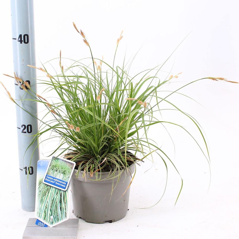 Iarba Ornamentala Carex Rogoz Evercream, perena bicolora, ideala pentru umbra si ghivece, semi vesnic verde