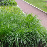 Iarba Ornamentala Carex Rogoz Irishgreen, iarba ornamentala vesnic verde, decor de umbra