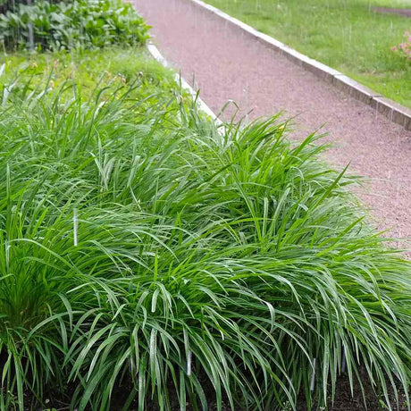 Iarba Ornamentala Carex Rogoz Irishgreen, iarba ornamentala vesnic verde, decor de umbra