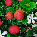 Pom Fructifer Carissa, planta in ghiveci cu fructe rosii dulci-acrisoare ideale pentru deserturi si gustari