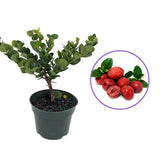 Pom Fructifer Carissa, planta in ghiveci cu fructe rosii dulci-acrisoare ideale pentru deserturi si gustari
