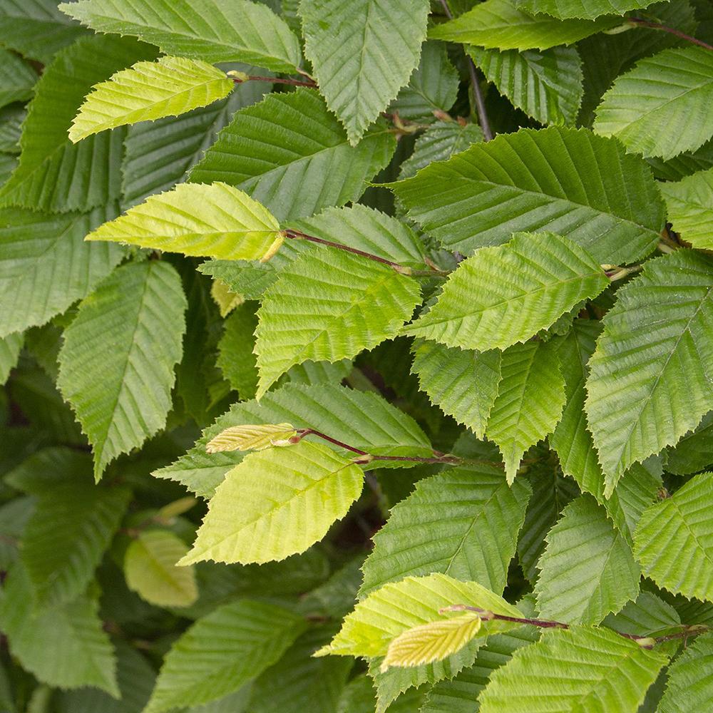 Carpen Piramidal (Carpinus Betulus)