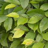 Carpen Piramidal (Carpinus Betulus)