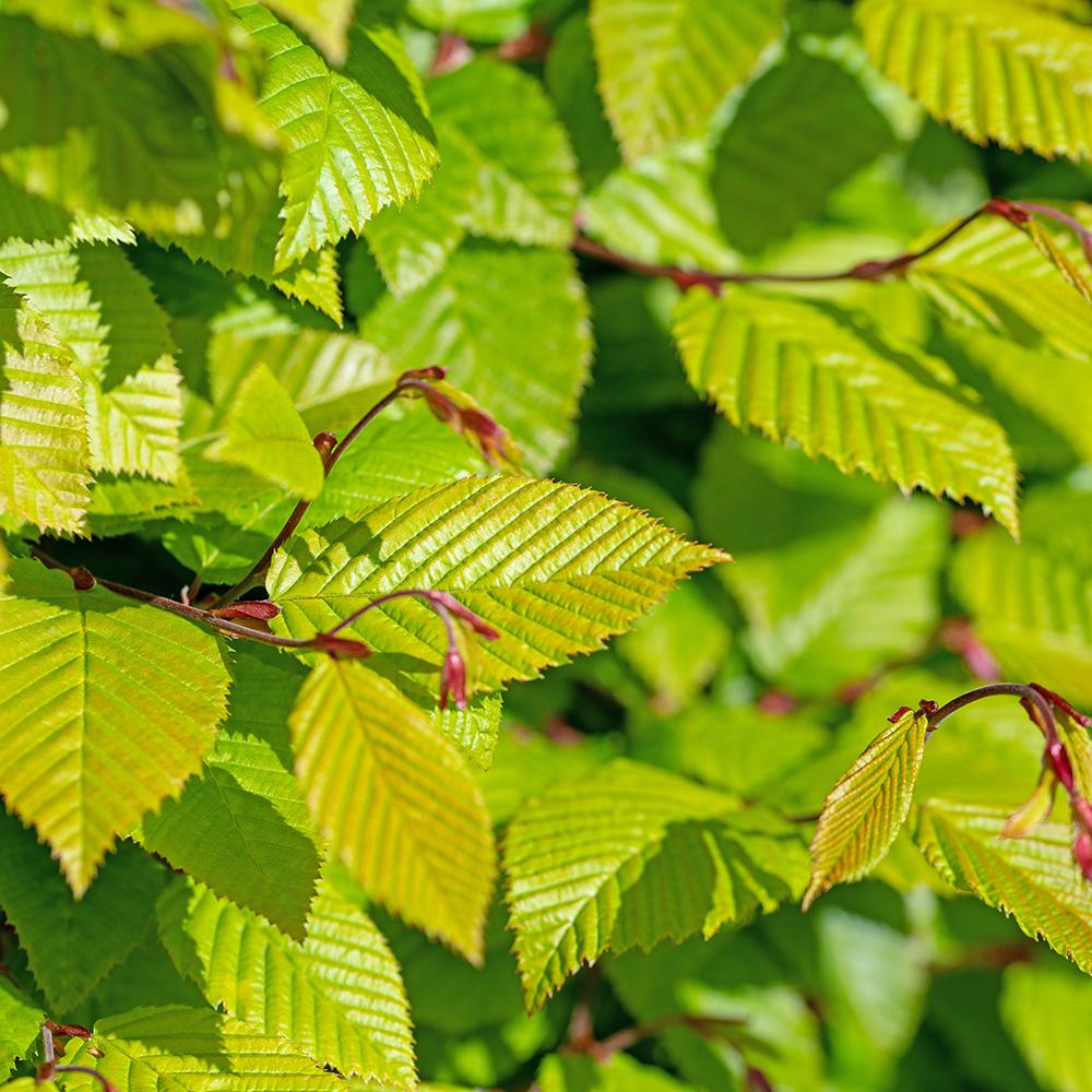 Carpen European (Carpinus Betulus), gard viu
