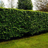 Carpen European (Carpinus Betulus), gard viu