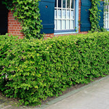 Carpen European (Carpinus Betulus), gard viu